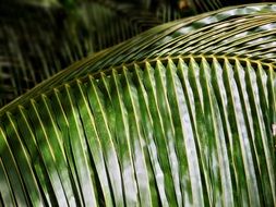 palm tree leaf tropical summer