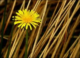 dandelion flower roadside plant