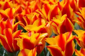 red yellow tulips tulip green