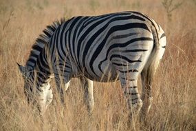 zebra grazing wildlife africa