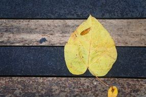 leaf wood yellow texture nature