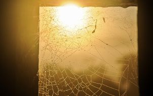 spider webs wet droplets sunlight