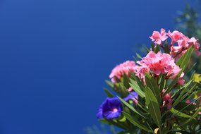 pink oleander flowers