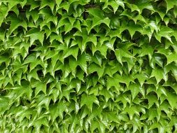 ivy ranke climber green nature