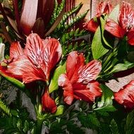 background flowers bouquet plants