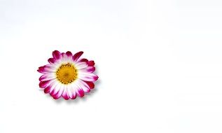 blossom bloom chrysanthemum