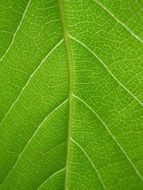 leaf green veins nature plant