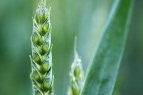 agriculture background cereal corn