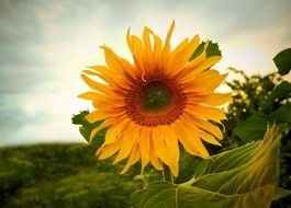 sunflowers flowers summer yellow