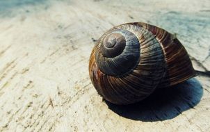 snail shell nature