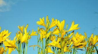 yellow flower flowers sun