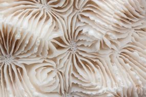 brain coral hard corals