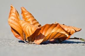 leaf dry season autumn close up