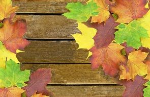 autumn background wood colorful