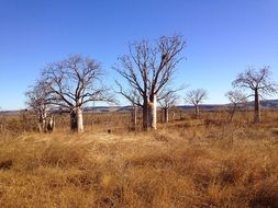 boab trees outback background