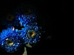blue flowers wallpaper dark black