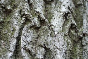 bark tree nature texture wood