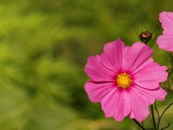 background flower floral garden