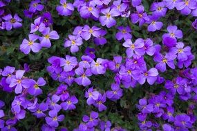 purple summer flowers