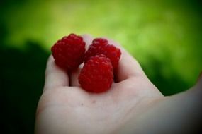 rspberries on a palm