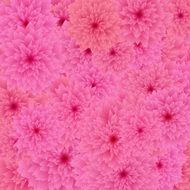 stylized flower wallpaper pattern
