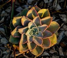 succulent green pink rosette
