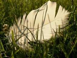 white feathers fallen grasses