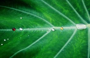 colorful water drops on the leaf
