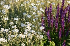 flower flowers summer