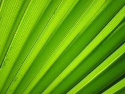 background detail flora green leaf