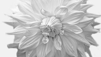 black and white picture of a flower