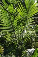 tropical palm flora texture foliage