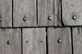 texture wood tree