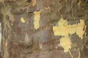 plane tree bark map