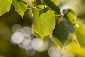 leaves green nature bokeh