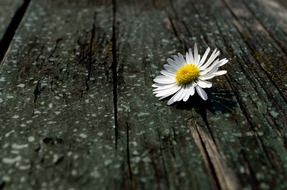 daisy fluff nature macro season