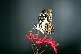 butterfly flowers pink blossoms