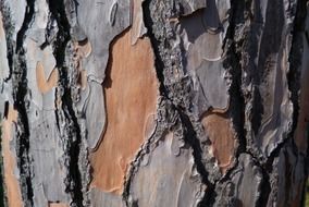 bark tree pine old pattern