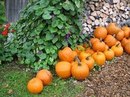 harvested pumpkins in the garden as background