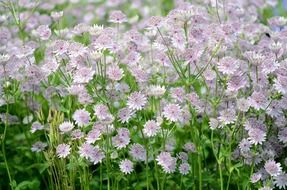 flowers spring pink nature