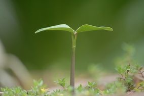 plant grow background green blade