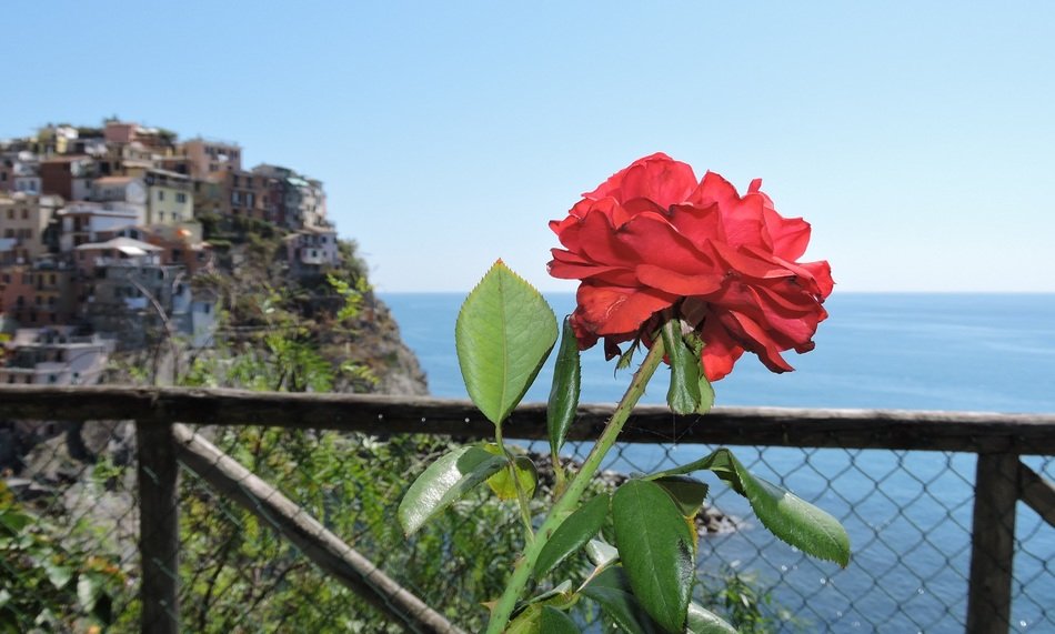 red rose and Cinque Terre, Manarola