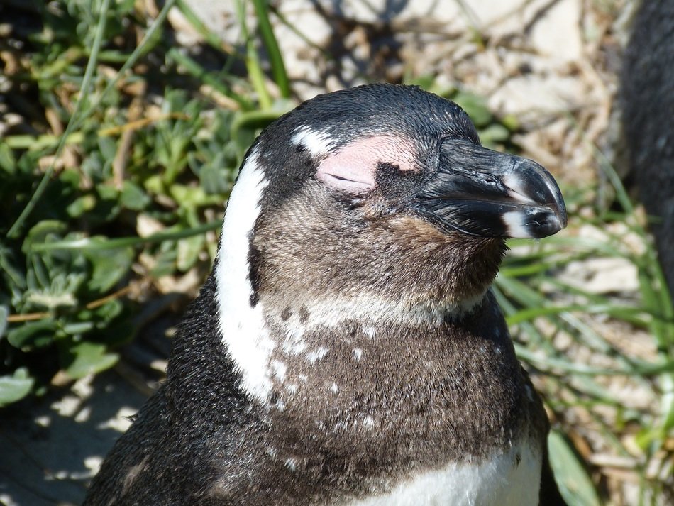 The head of a penguin in the nature of southern Africa
