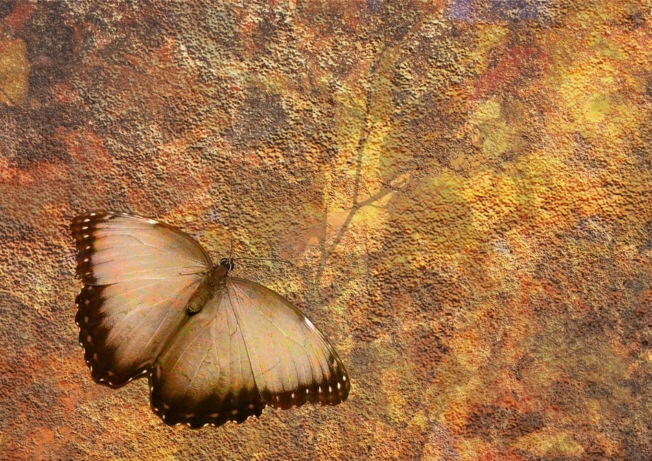 background structure butterfly road