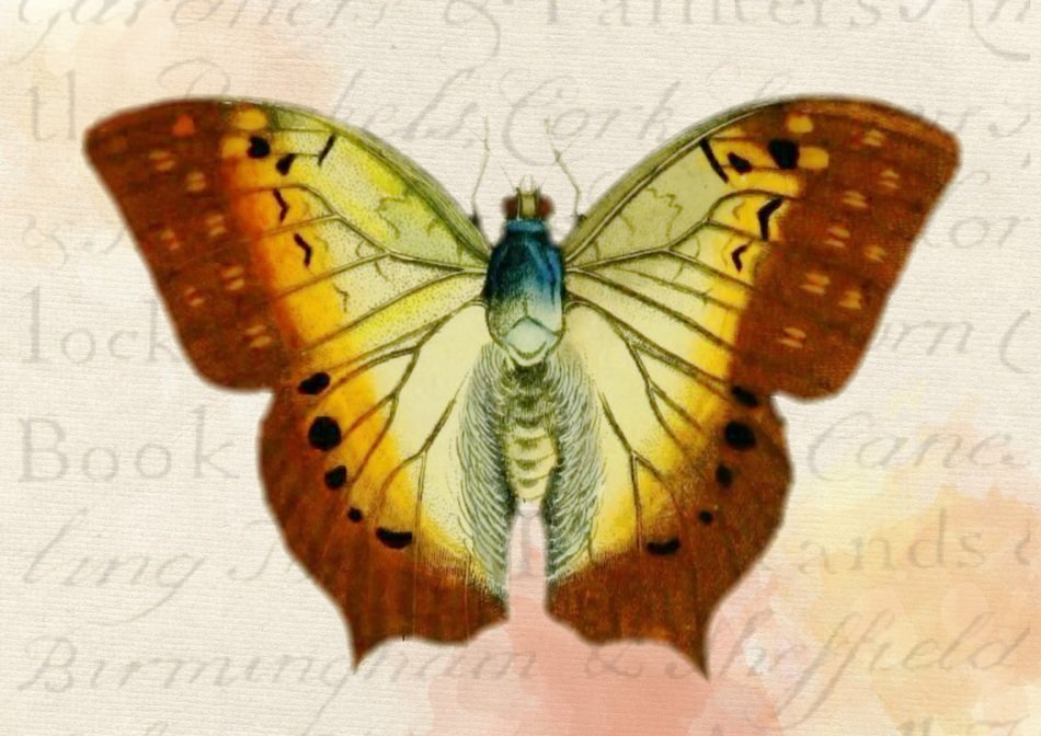 butterfly background vintage