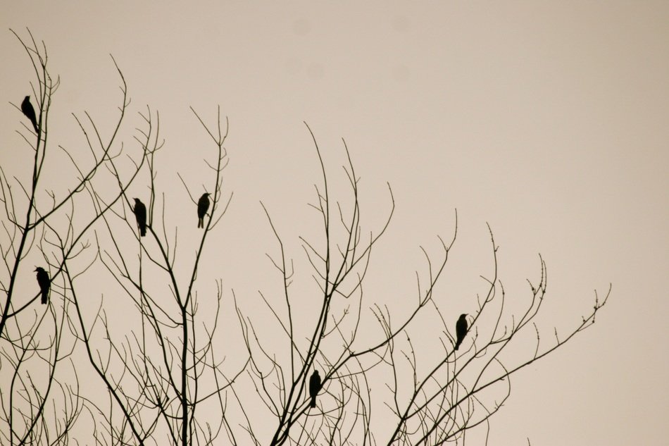 birds tree nature background