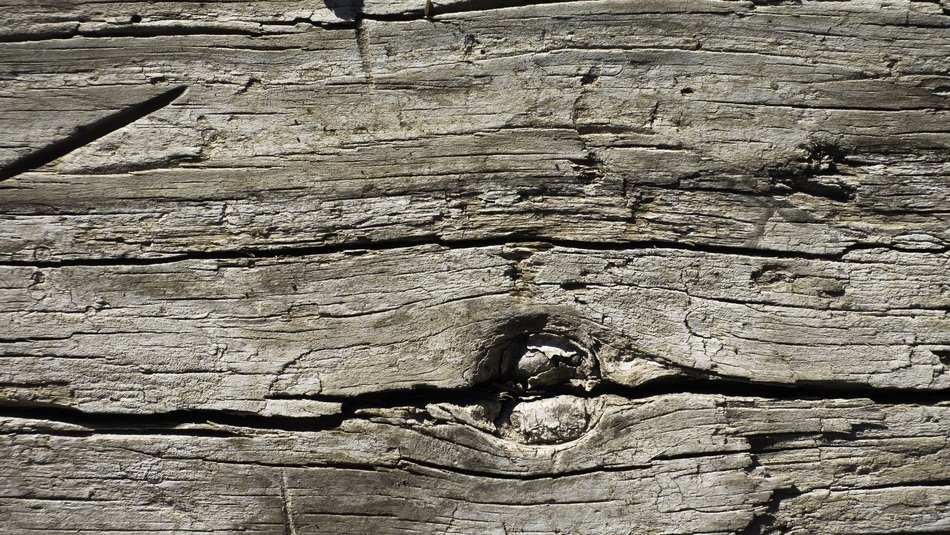 texture background bark design