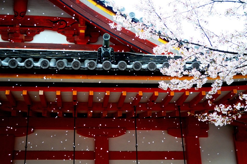 spring wind petals sakura asia