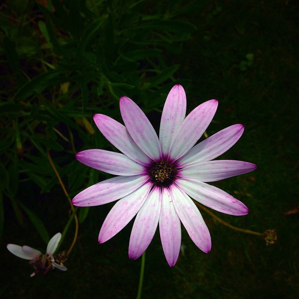 flower grass bloom daisy pink