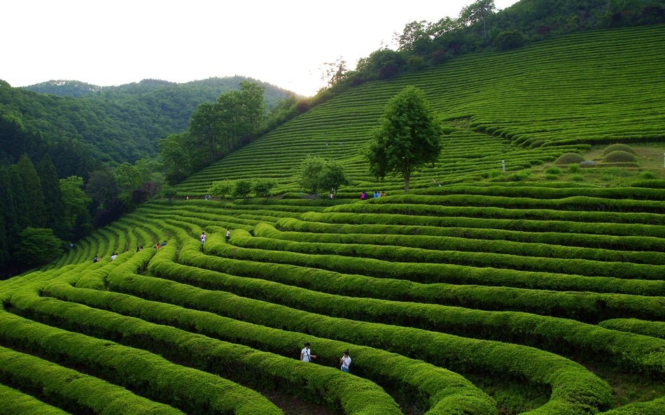 boseong green tea plantation